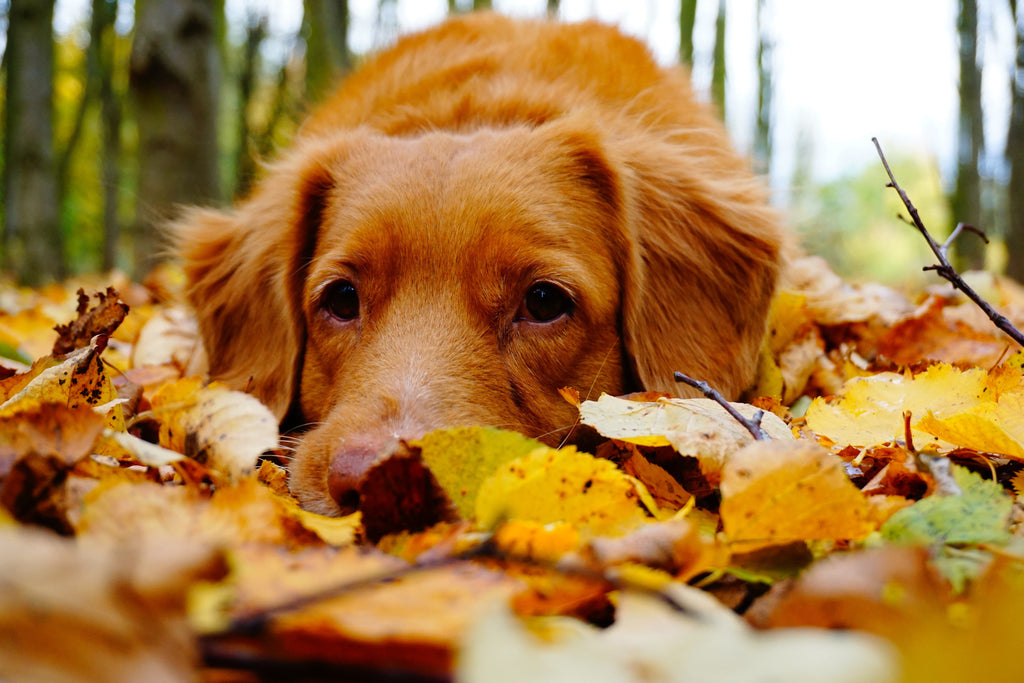 Fall Season And Skincare